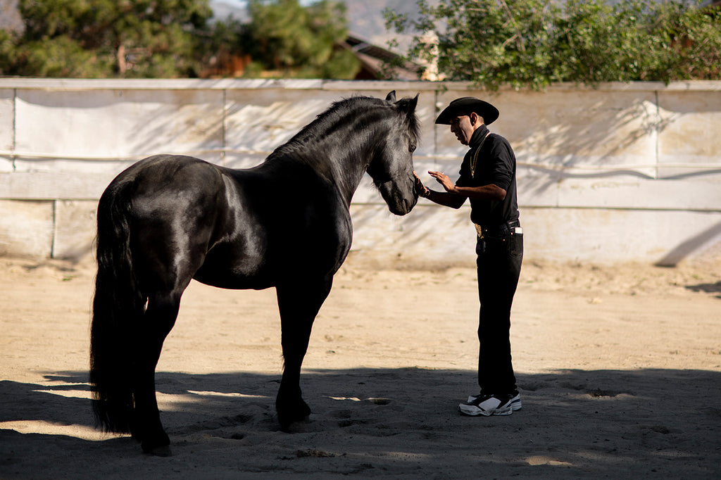 How To Train A Quarter Horse For A Race?