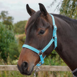 Nylon Head Collar – Adjustable, Colourful, Incredible Value